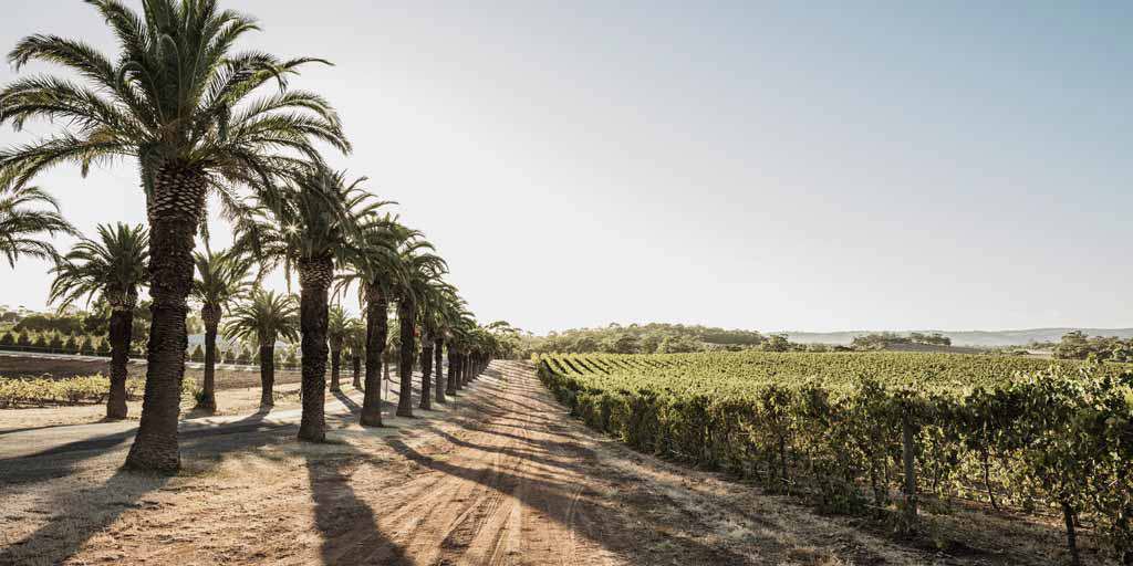  Barossa Valley - An Icon in Evolution