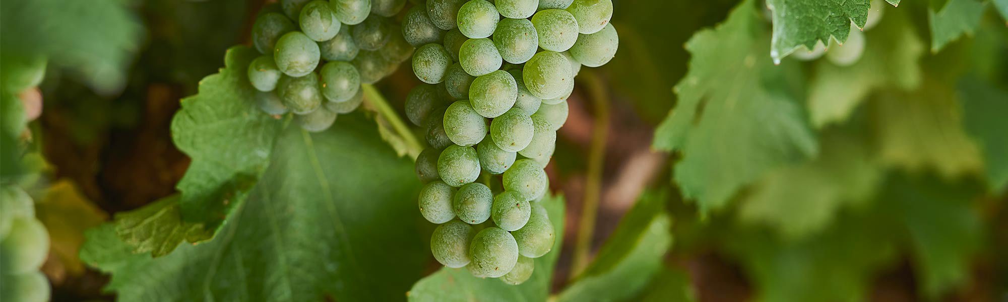 Green Semillon grapes on the vine