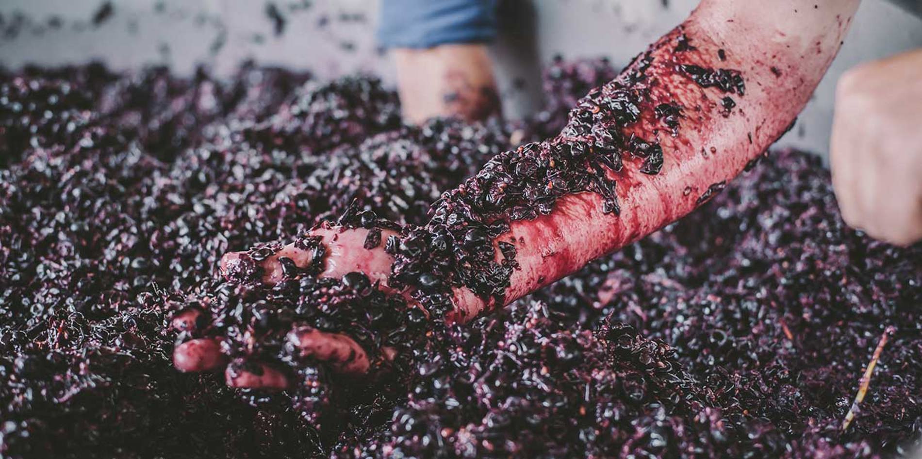 Red grape crush with hand