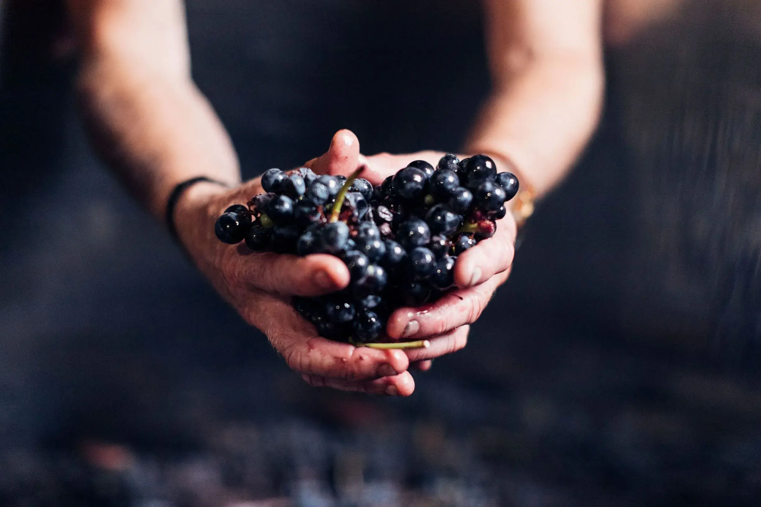 a person holding a bunch of grapes
