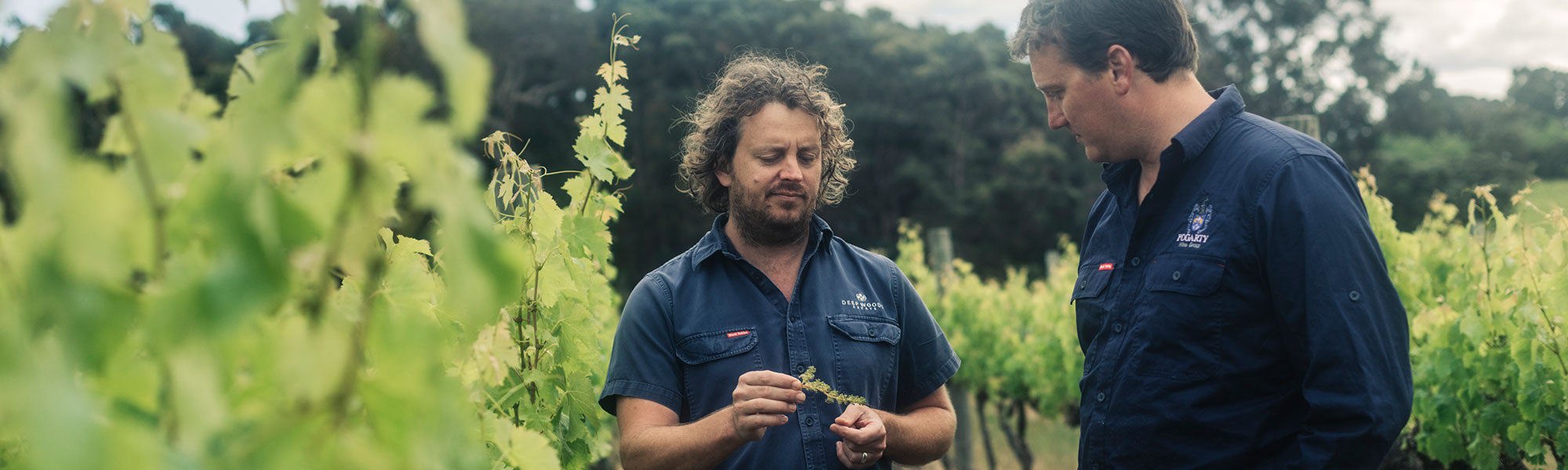 Julian Langworthy in vineyard