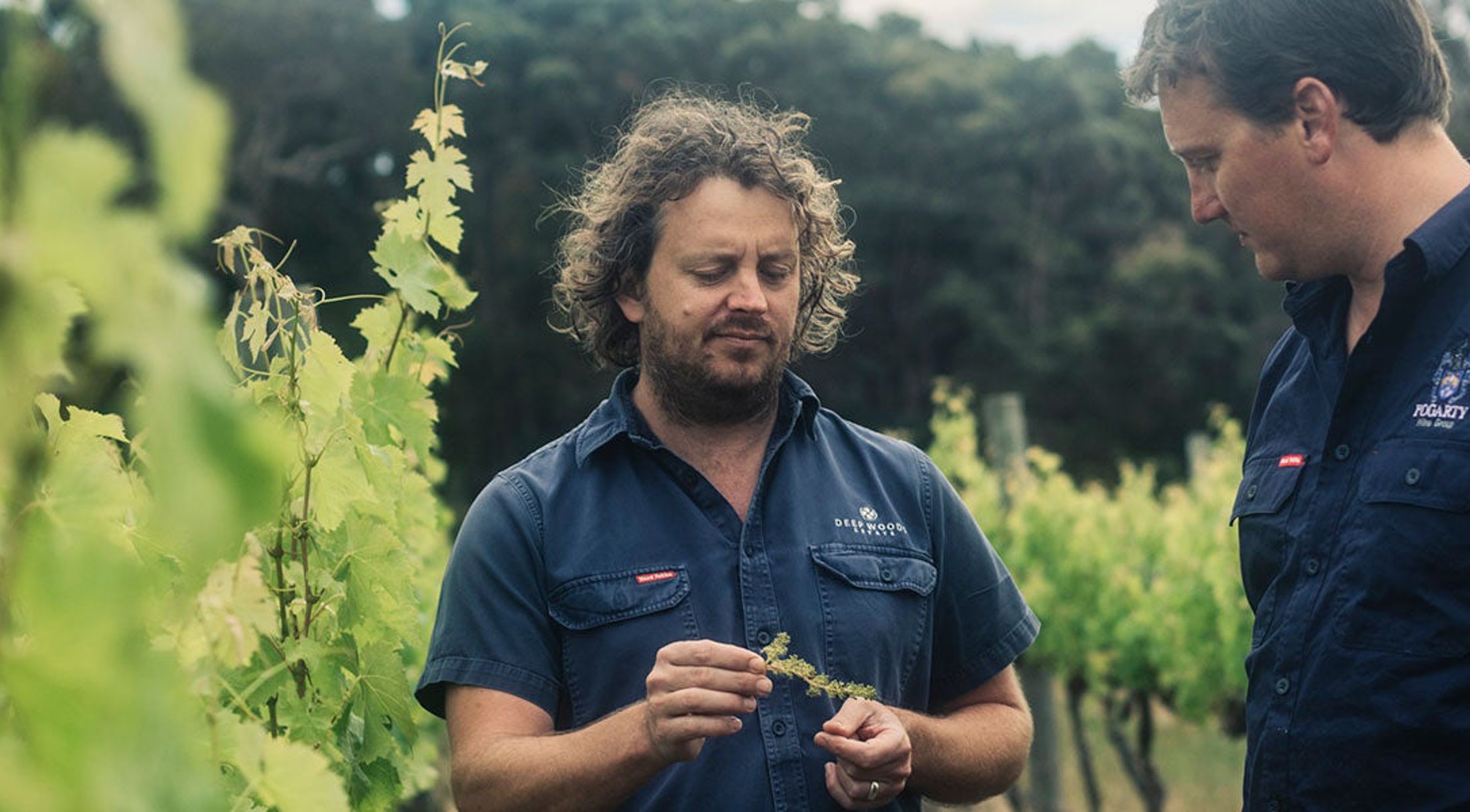 Julian Langworthy in vineyard
