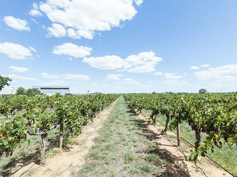 Campbells Vineyard