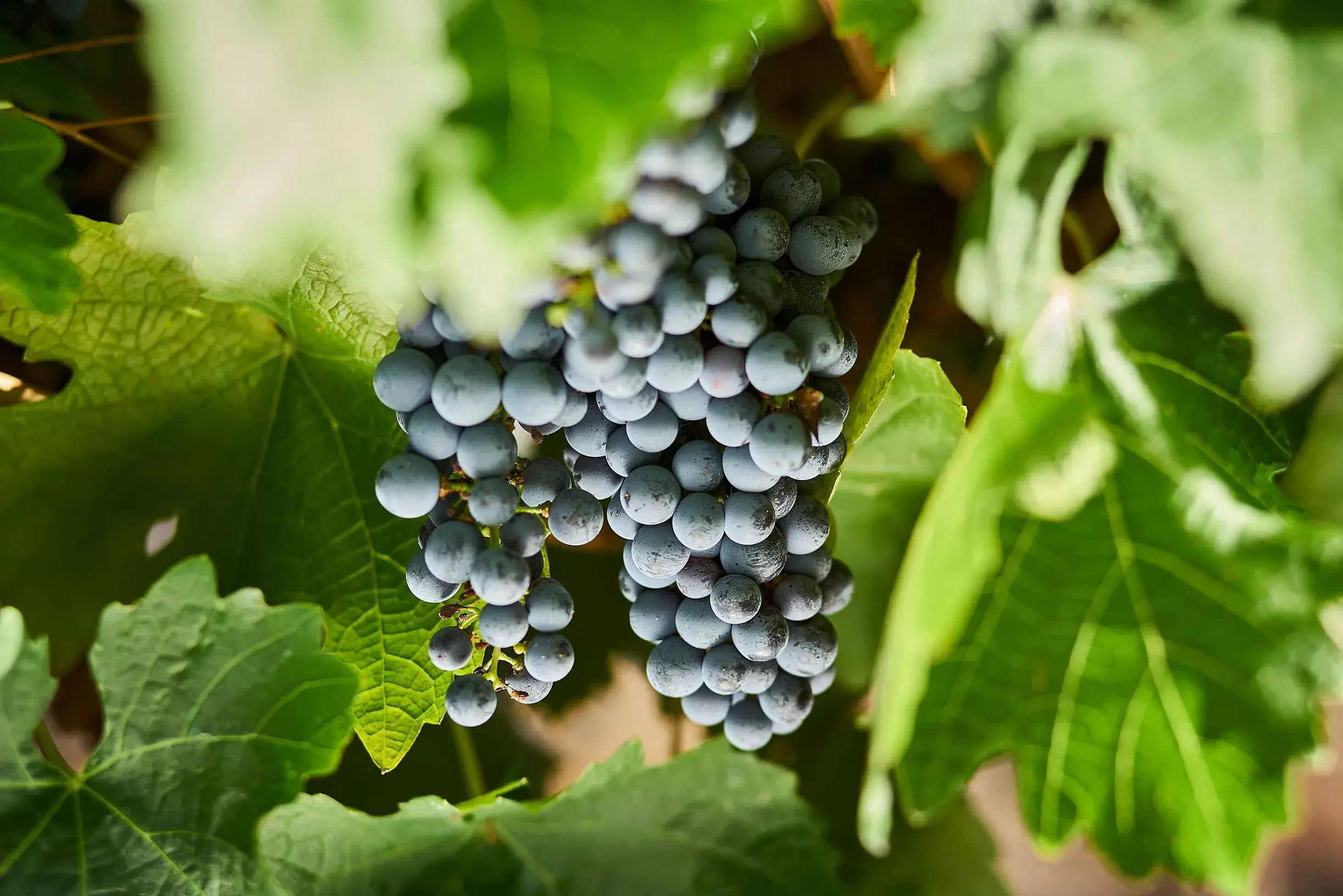 a bunch of grapes on a vine