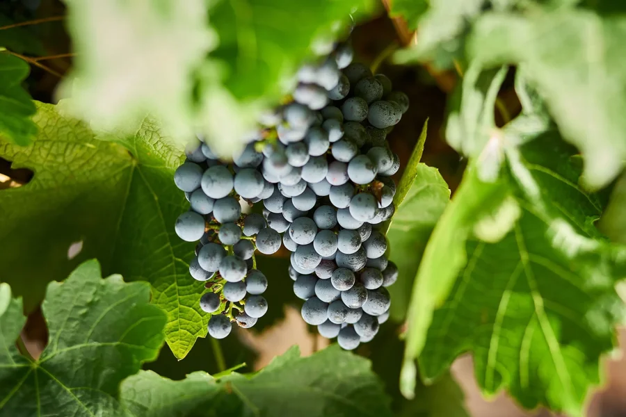 a bunch of grapes on a vine