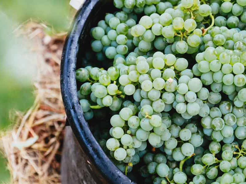 Green grapes in black bucket
