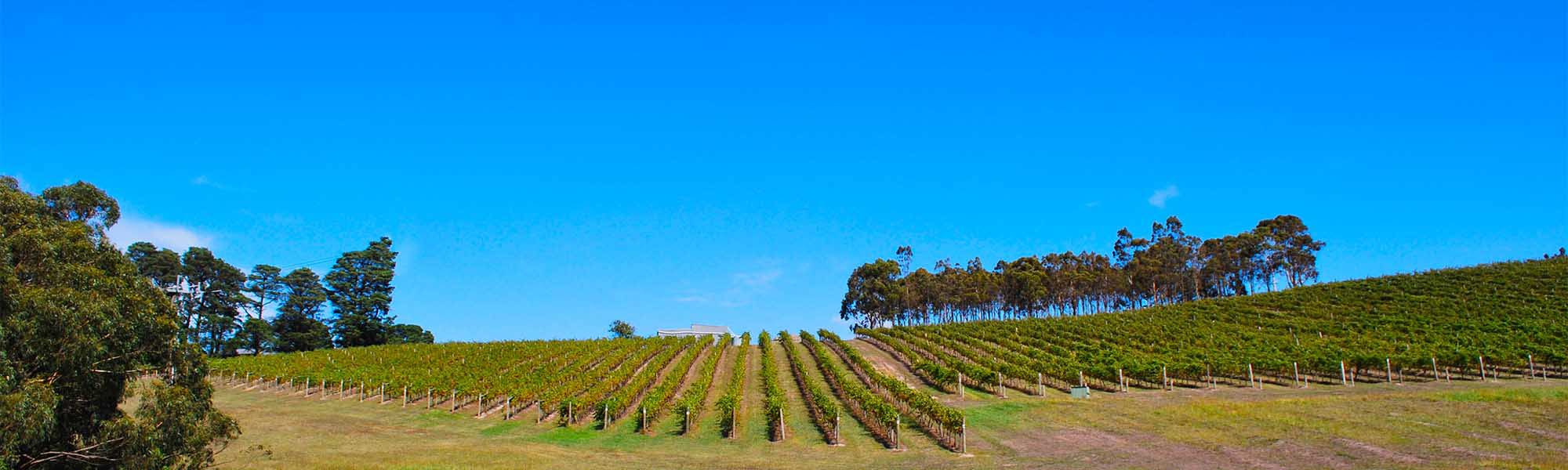 Yarra Valley vineyard, Victoria