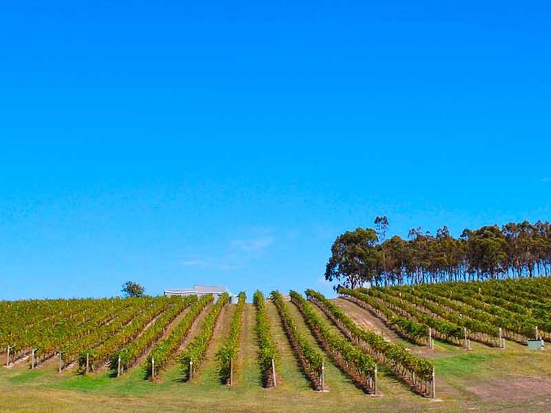 Yarra Valley vineyard, Victoria