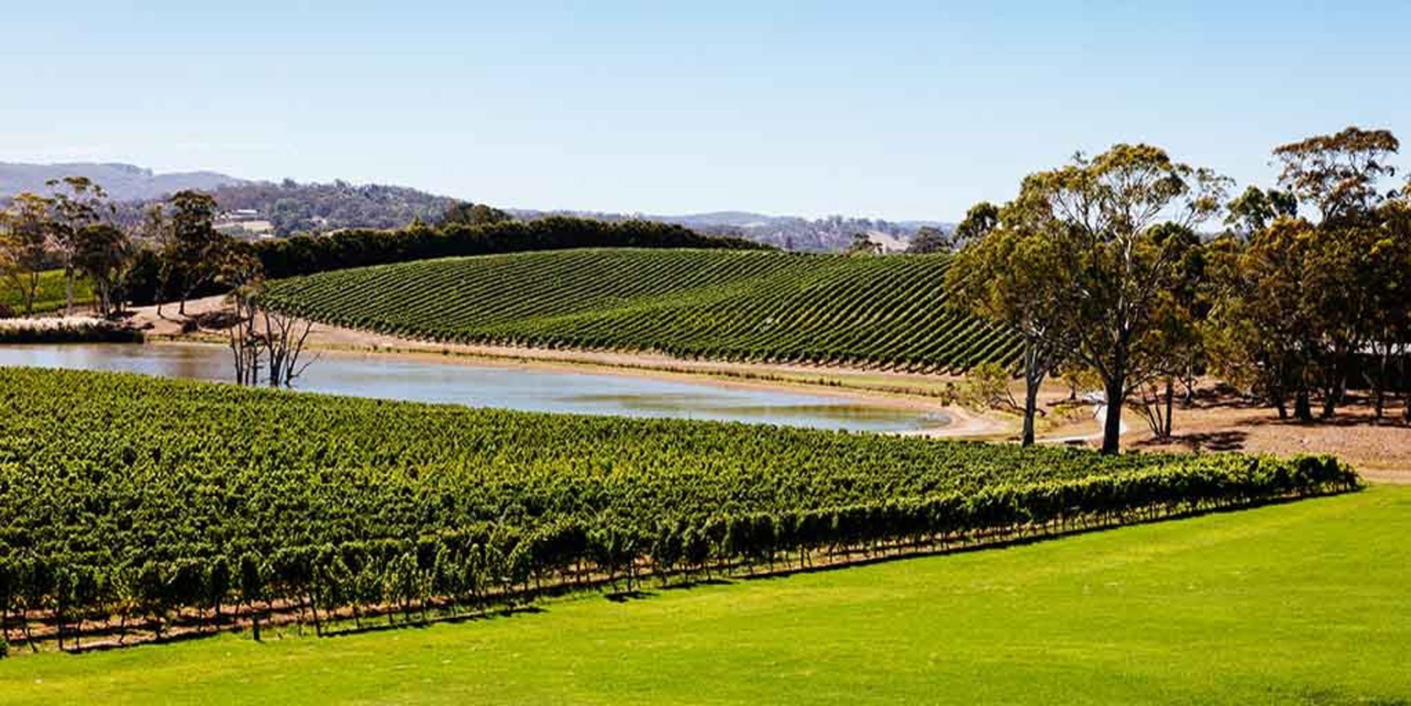 Adelaide Hills vineyards