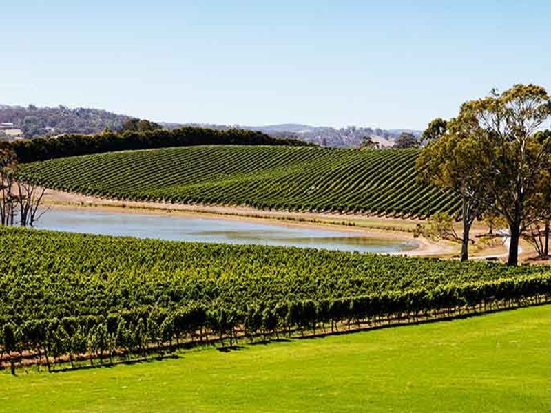 Adelaide Hills vineyards