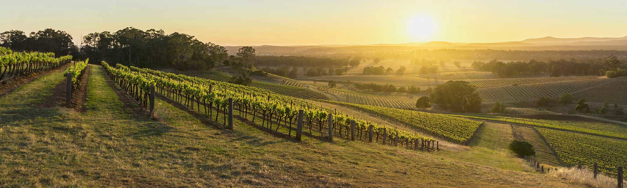 Briar Ridge Vineyard in Hunter Valley wine region with sunrise