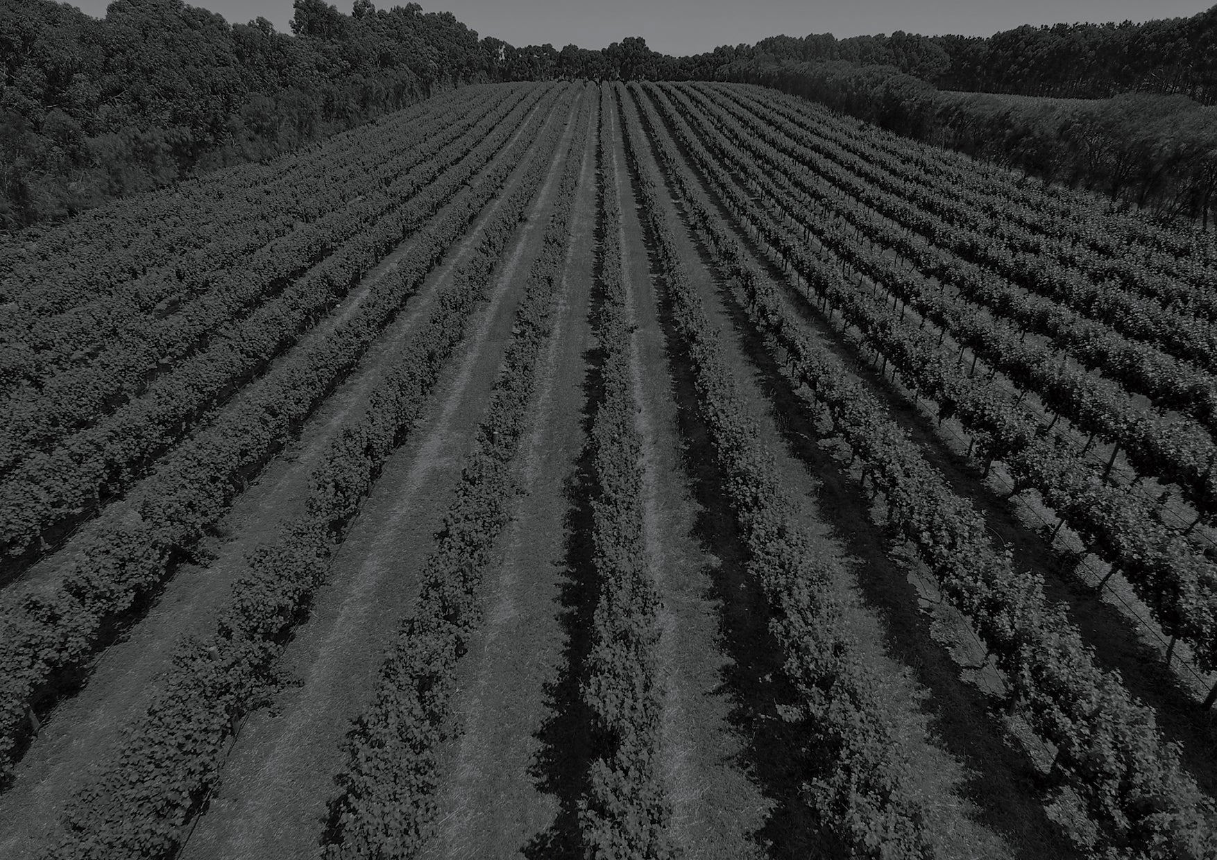 CW Wines