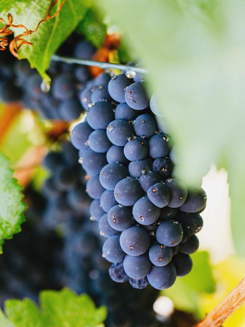 Pinot Noir grapes hanging off a vine