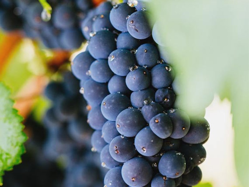 Pinot Noir grapes hanging off a vine