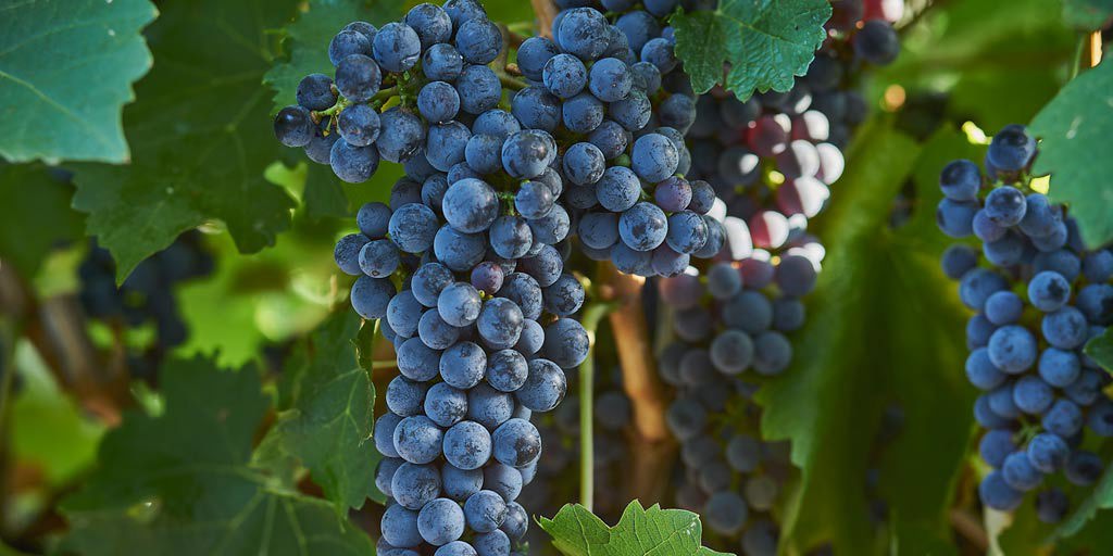Cabernet Sauvignon
