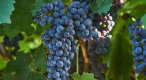 Red Cabernet Sauvignon grapes on the vine