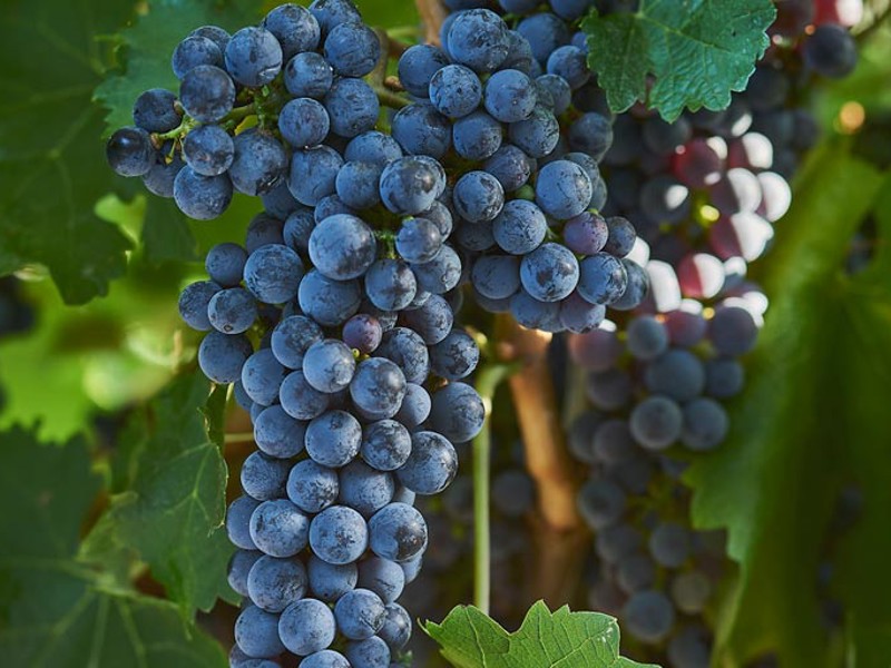 Red Cabernet Sauvignon grapes on the vine