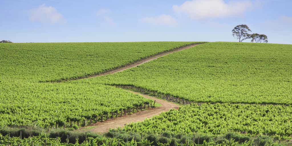 Riesling and revolution in Clare Valley