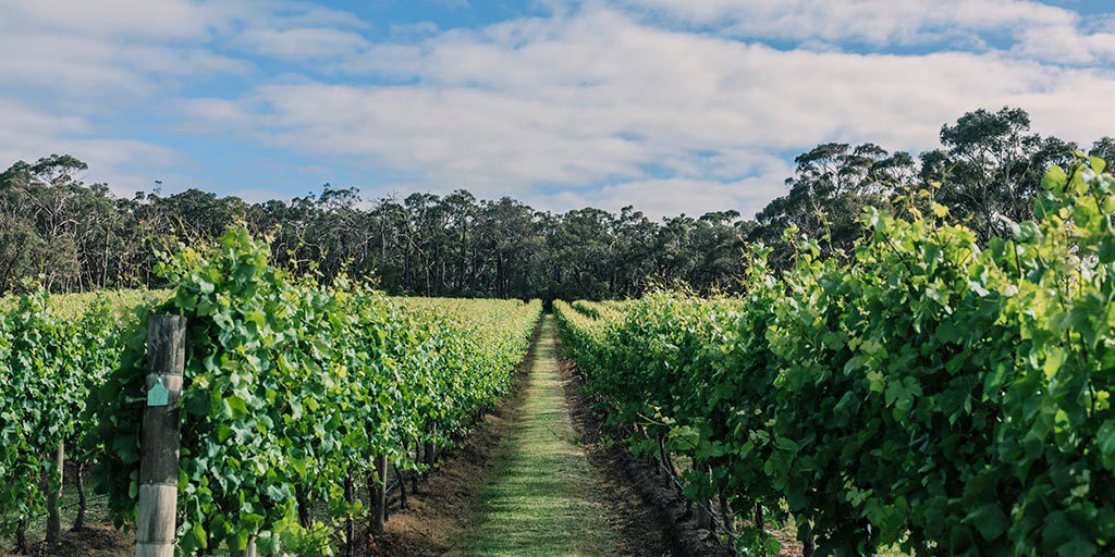 Passionate Producers and Pinot Perfectionists