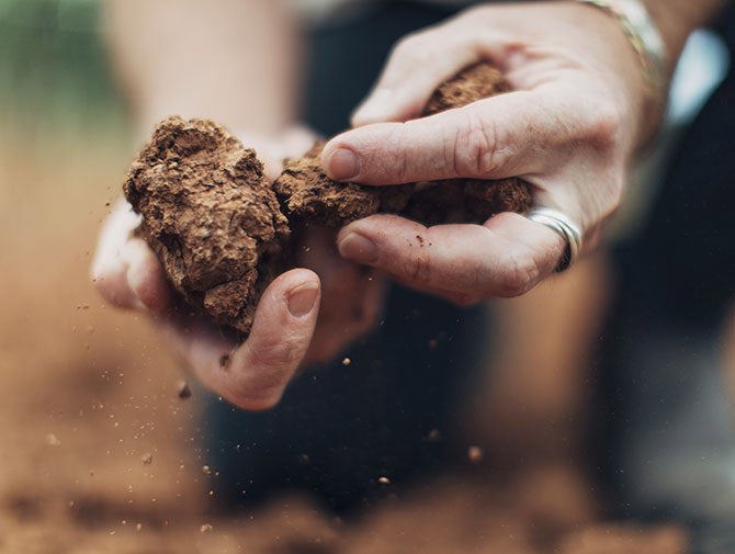 Hands holding soil