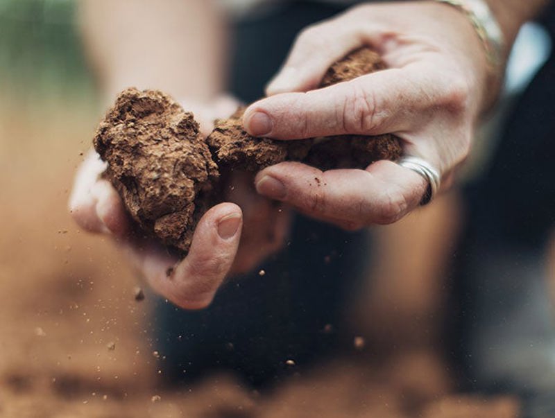 Hands holding soil