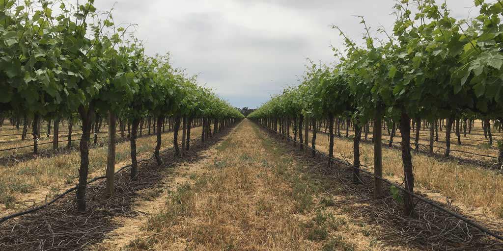 Perricoota: Budding Riverside region full of charm
