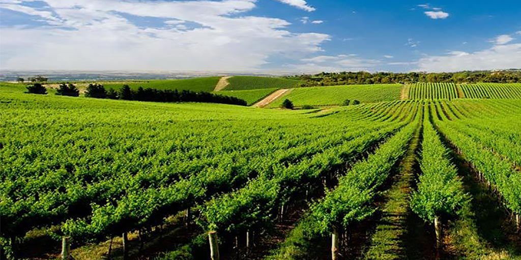 Adelaide Plains 