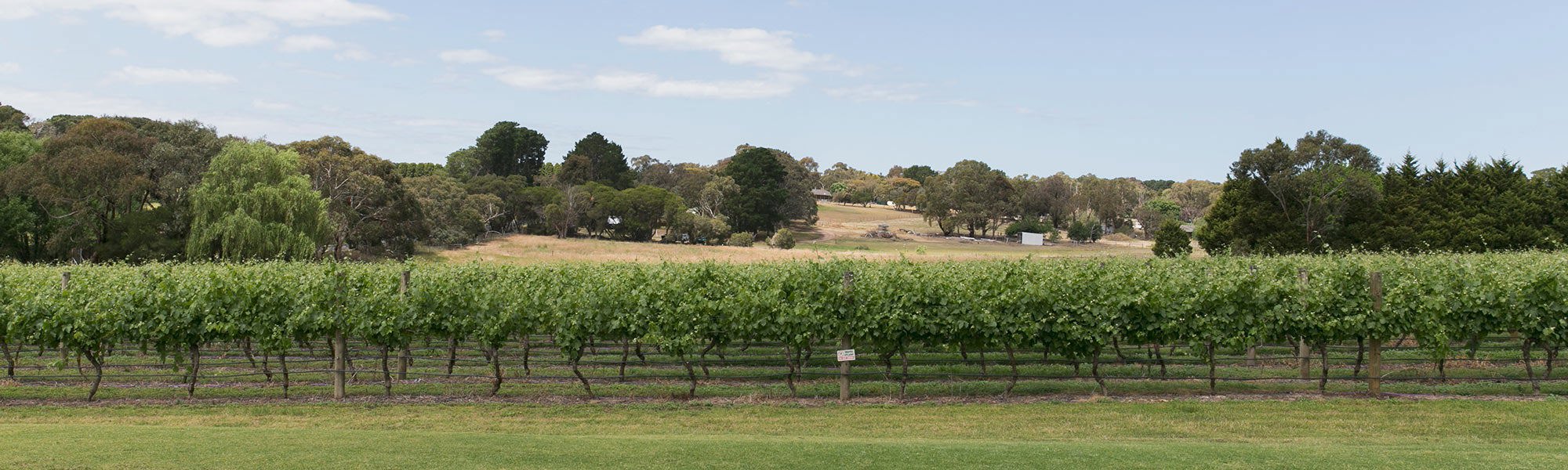 Oakdene Wines vineyard Geelong