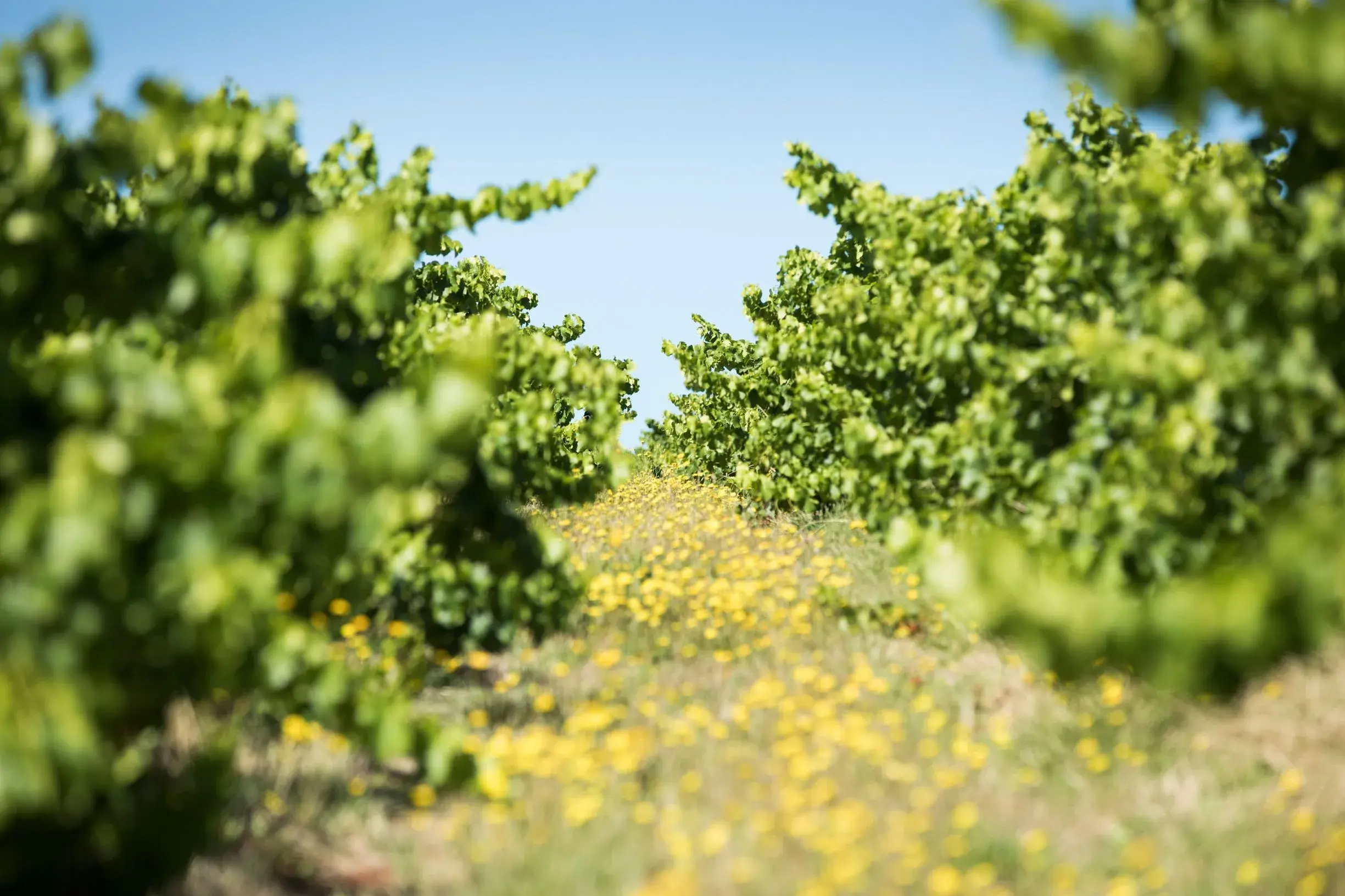 Yangarra Estate Vineyard, McLaren Vale, SA