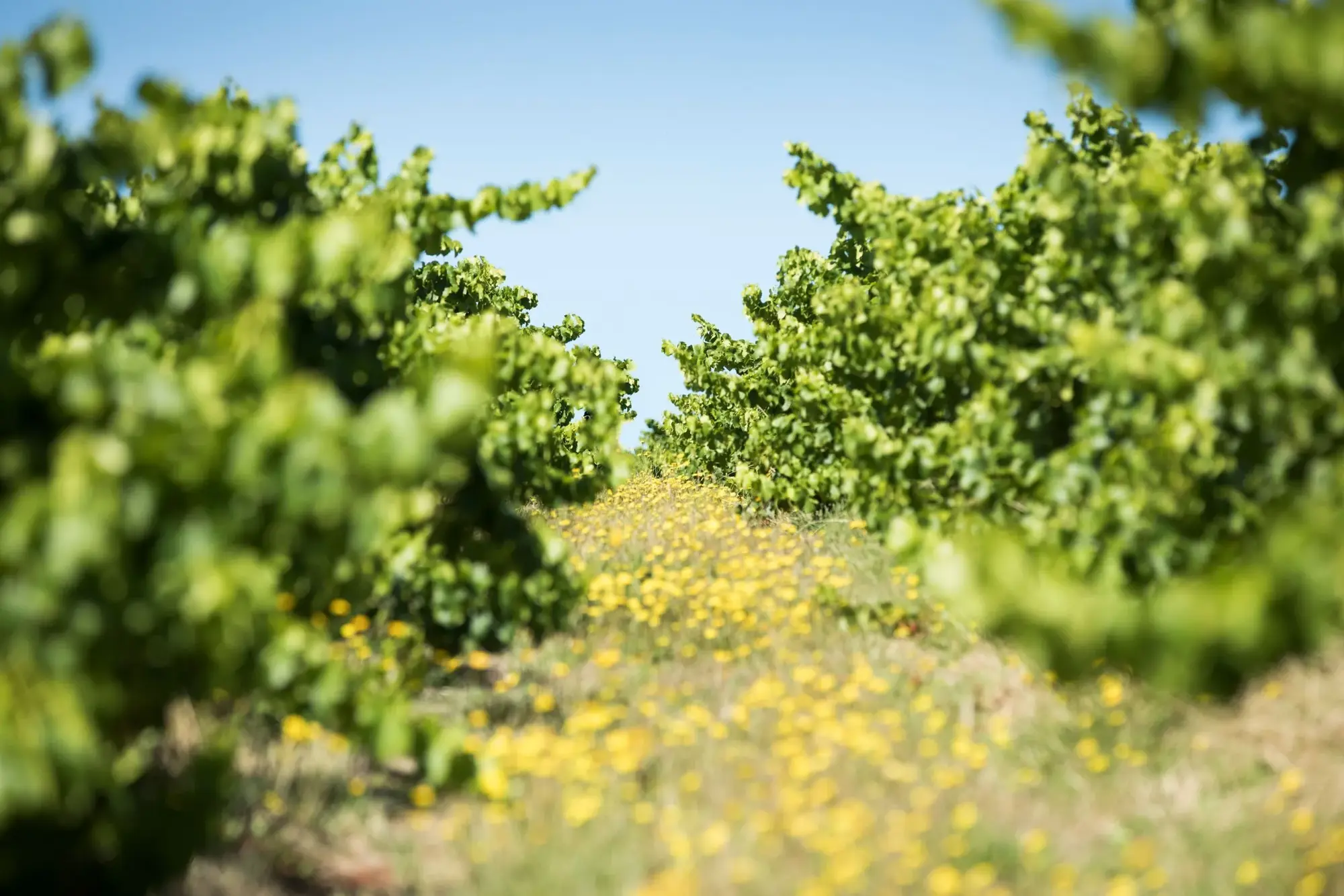 Yangarra Estate Vineyard, McLaren Vale, SA