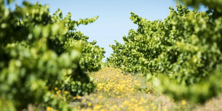 Yangarra Estate Vineyard, McLaren Vale, SA