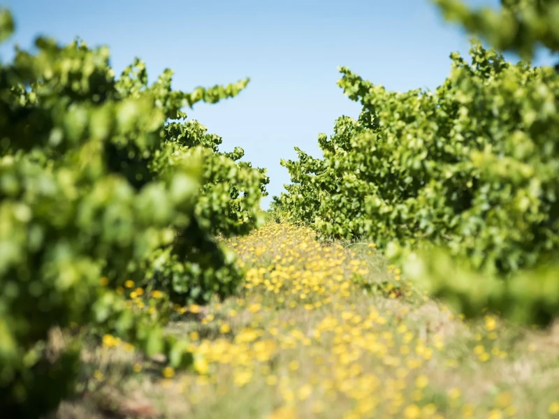 Yangarra Estate Vineyard, McLaren Vale, SA