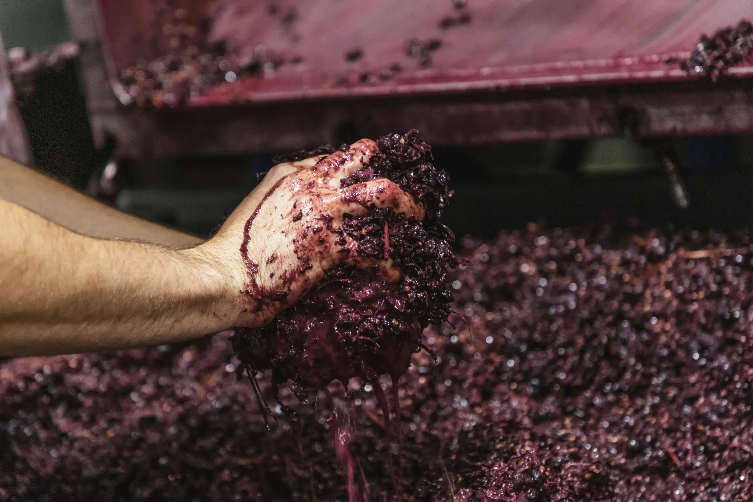 109112 Coriole McLaren Vale crushing grapes