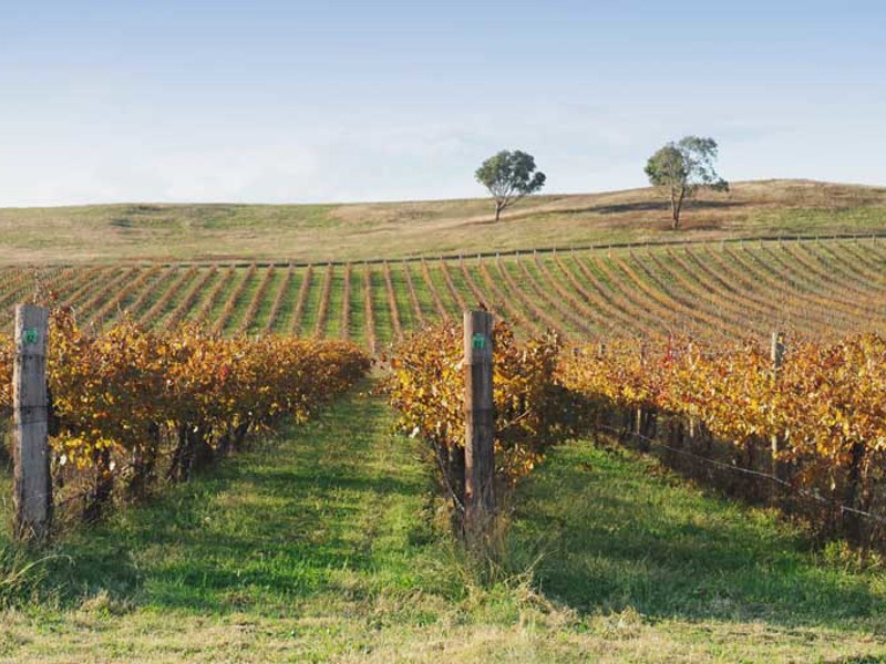 Vineyards in autumn with hills in background