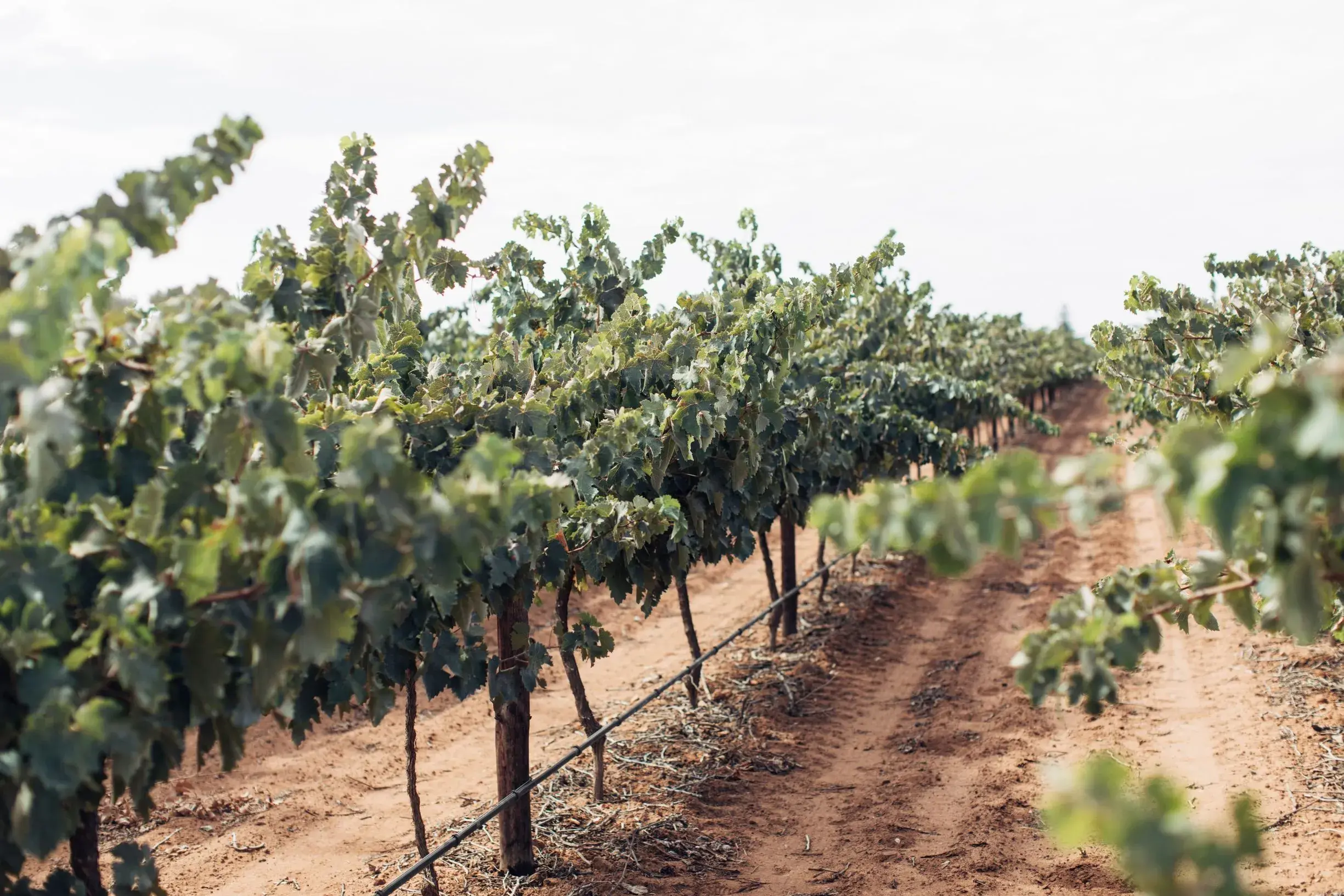 117885 Ricca Terra Riverland vines