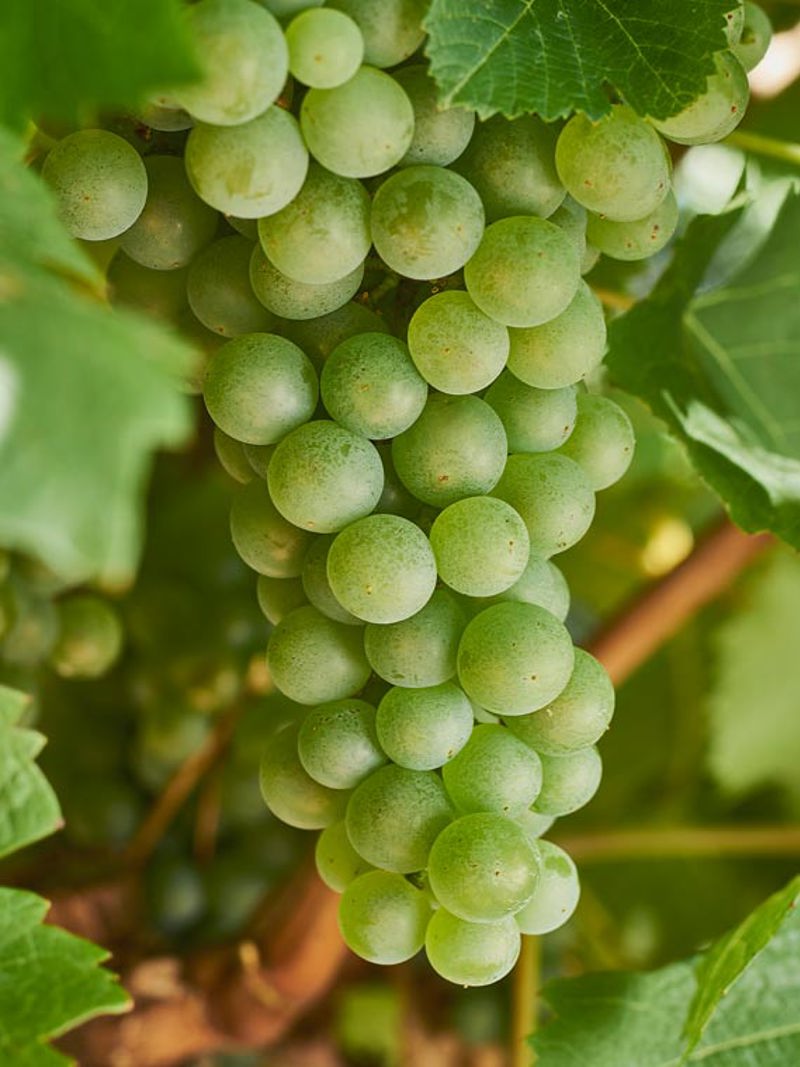 Green Semillon grapes on the vine