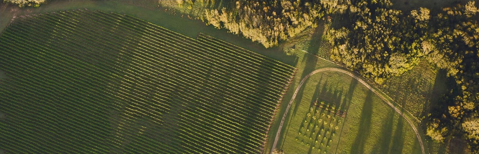 Aerial Vineyards, Hunter Valley, New South Wales.