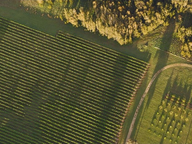 Aerial Vineyards, Hunter Valley, New South Wales.