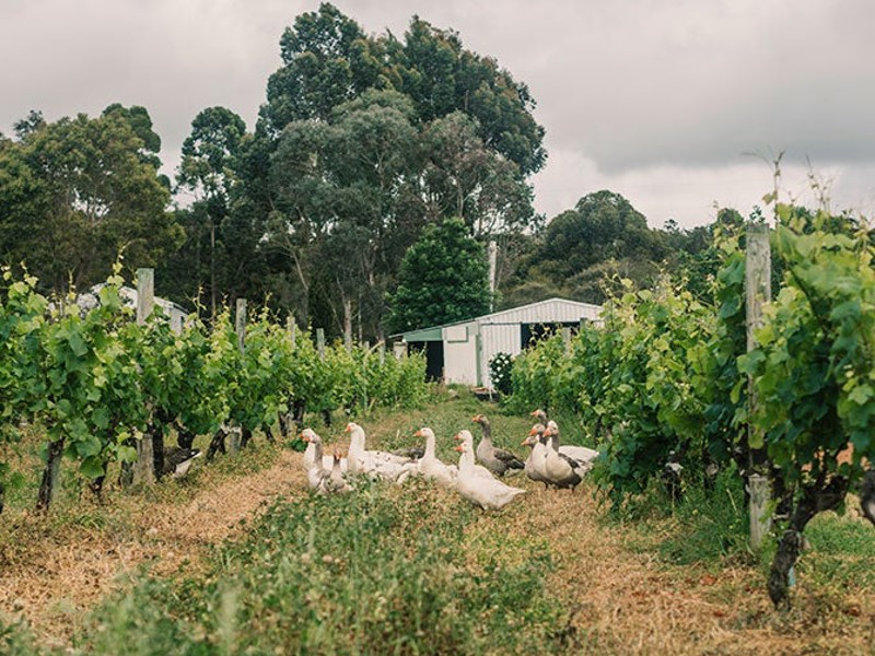 Geese in vineyard