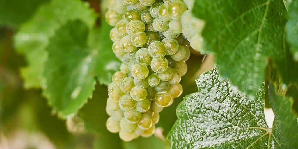 Riesling