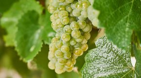Green Riesling grapes on the vine