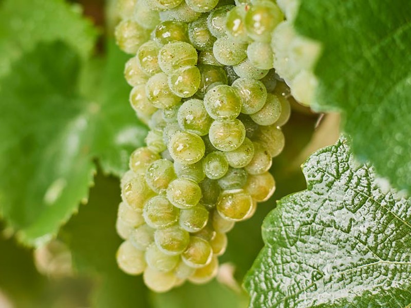 Green Riesling grapes on the vine