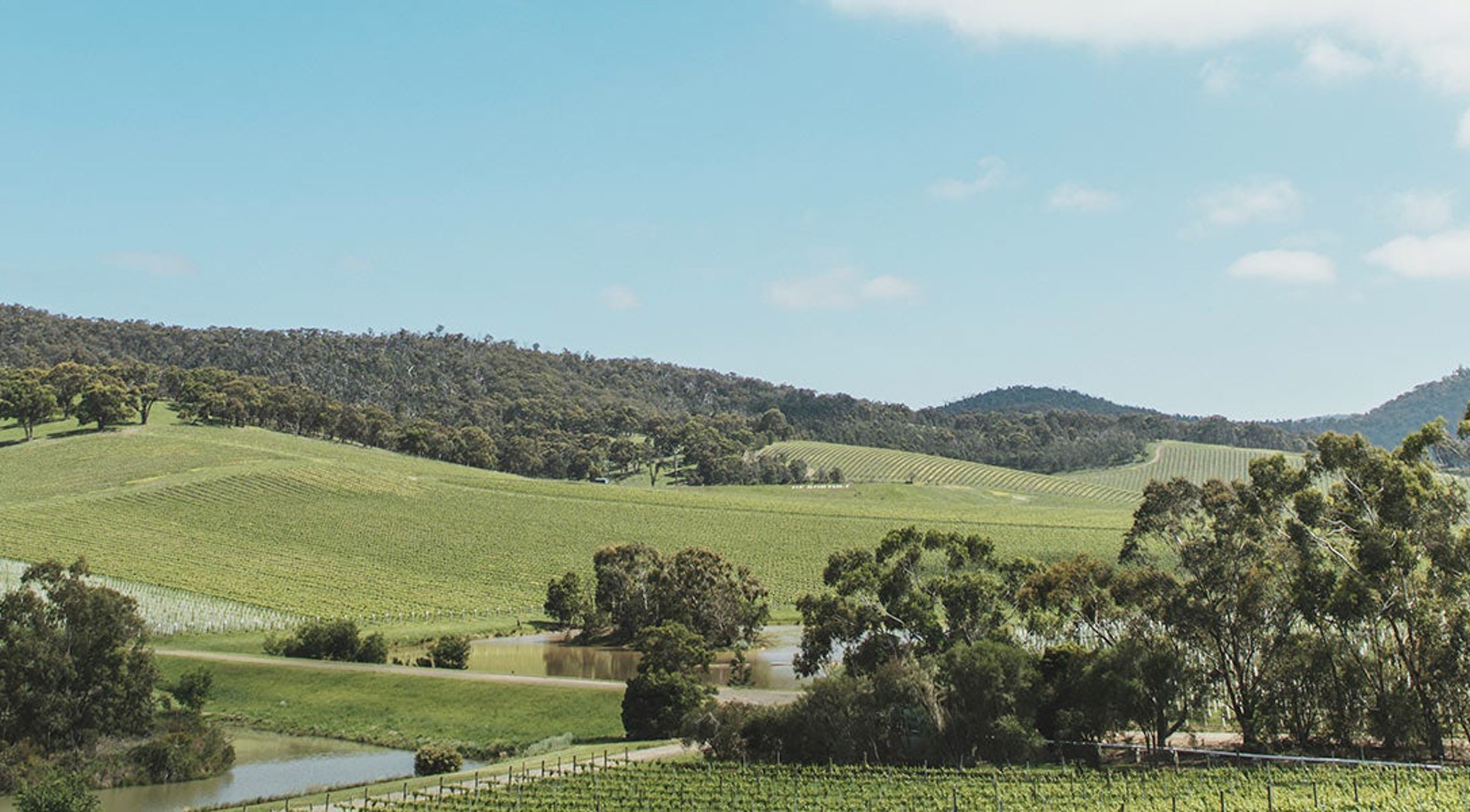 De Bortoli vineyards