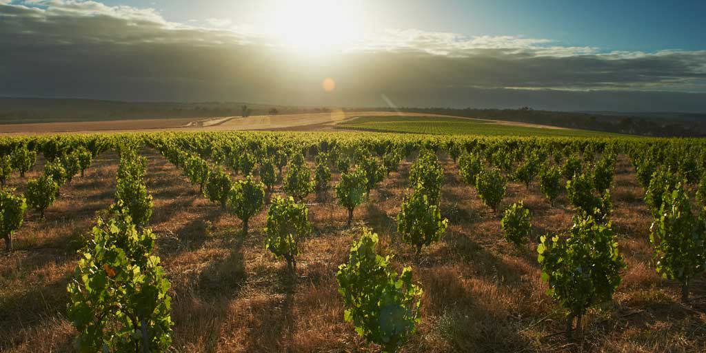 Great Southern: Wine Success in a wild land