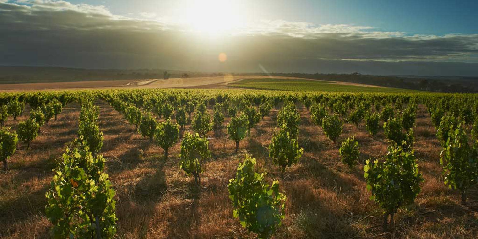 Sun shining head on over untrellised vines