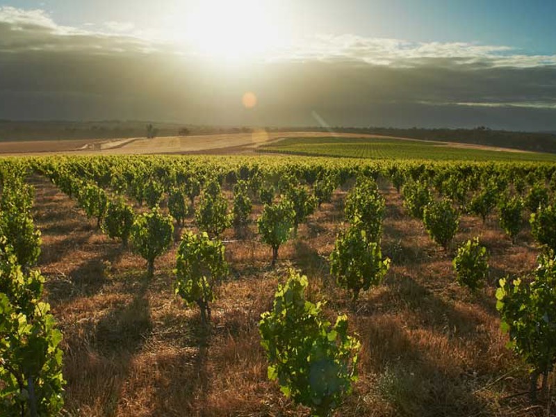 Sun shining head on over untrellised vines