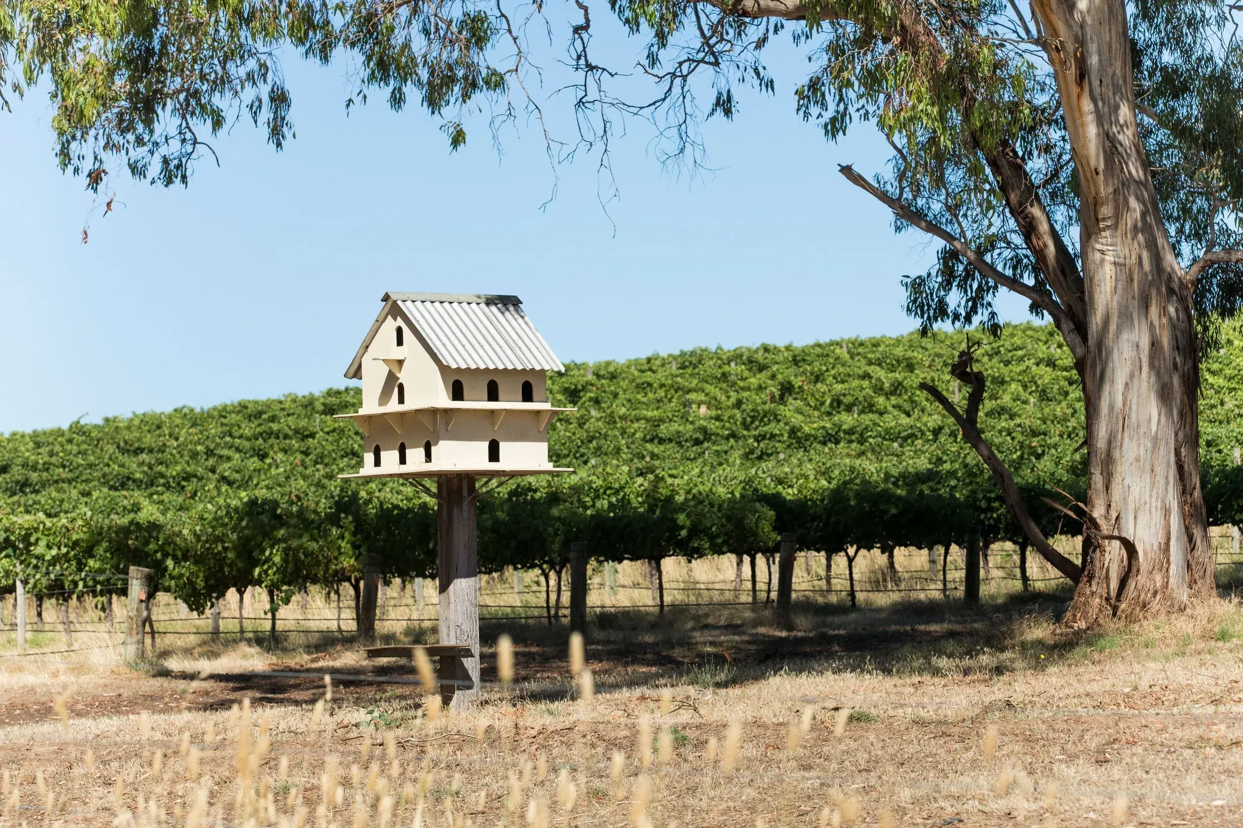 Yangarra Estate Vineyard, McLaren Vale, SA