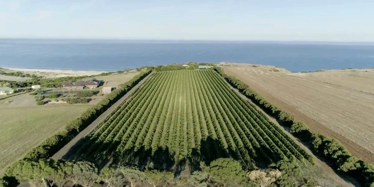 a large field of trees and a body of water