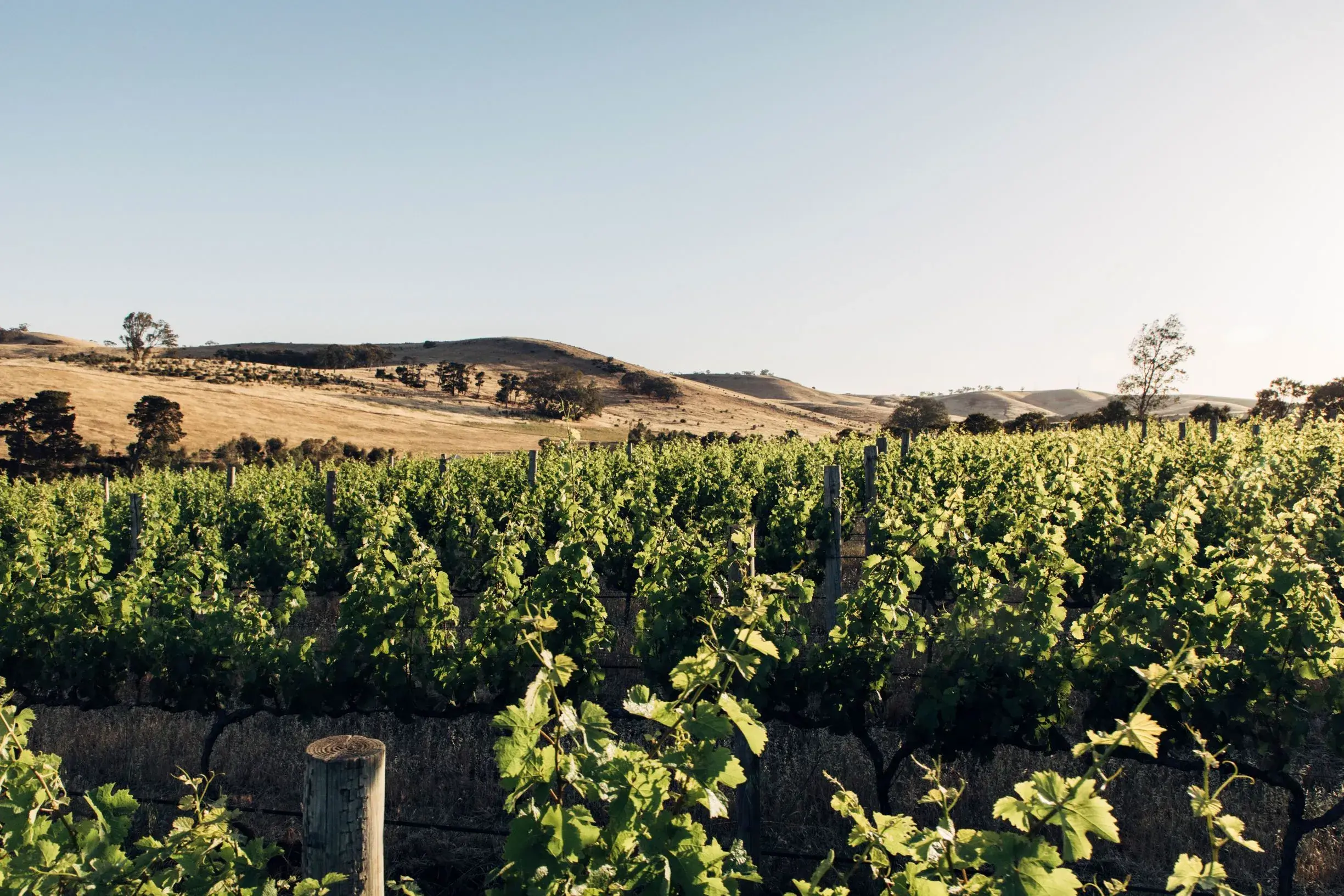 a vineyard with hills in the background