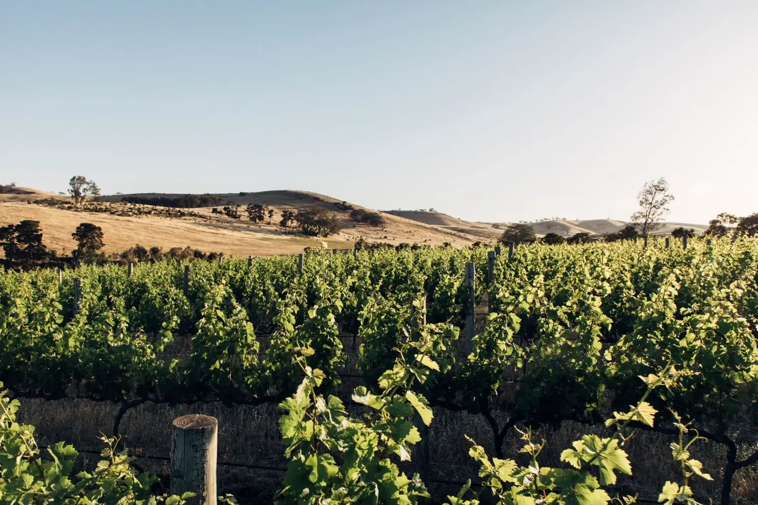 a vineyard with hills in the background